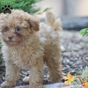 Lewis, Toy Poodle Puppy