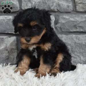 Milo, Mini Aussiedoodle Puppy