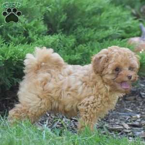 Lewis, Toy Poodle Puppy