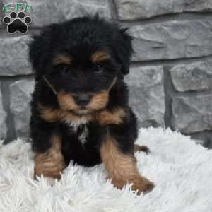 Milo, Mini Aussiedoodle Puppy