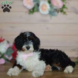 Miss Queen, Mini Bernedoodle Puppy