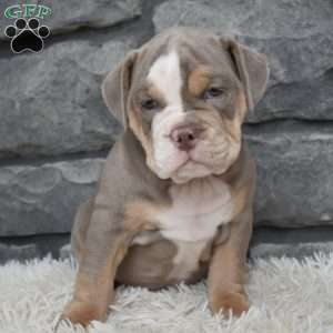 Buddy, Beabull Puppy