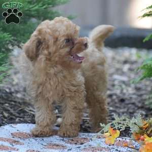 Lewis, Toy Poodle Puppy