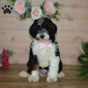 Miss Queen, Mini Bernedoodle Puppy