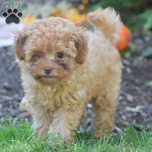 Lewis, Toy Poodle Puppy