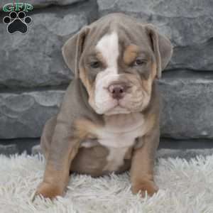Buddy, Beabull Puppy