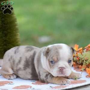 Fern, English Bulldog Puppy