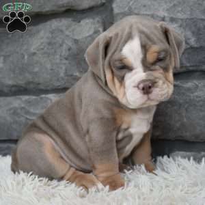 Buddy, Beabull Puppy