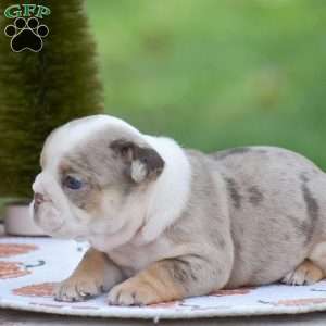 Fern, English Bulldog Puppy