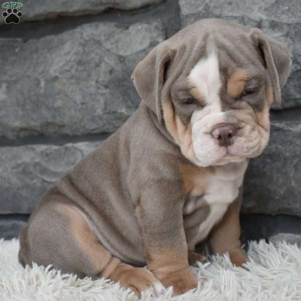 Buddy, Beabull Puppy