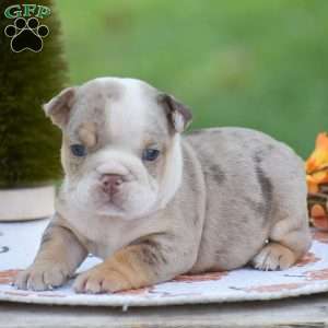 Fern, English Bulldog Puppy