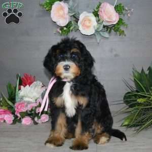 Sara Rose, Mini Bernedoodle Puppy
