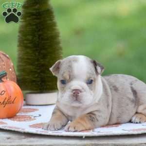 Fern, English Bulldog Puppy