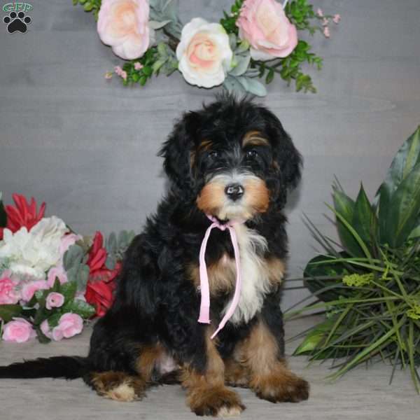 Sara Rose, Mini Bernedoodle Puppy