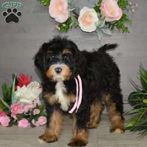 Sara Rose, Mini Bernedoodle Puppy