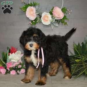Sara Rose, Mini Bernedoodle Puppy