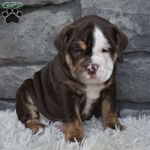 Biscuit, Beabull Puppy