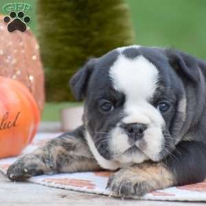 Francesca, English Bulldog Puppy