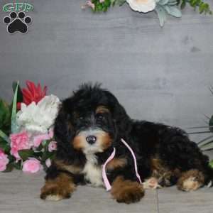 Sara Rose, Mini Bernedoodle Puppy