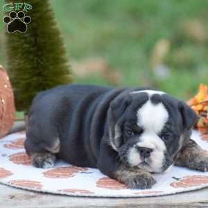 Francesca, English Bulldog Puppy