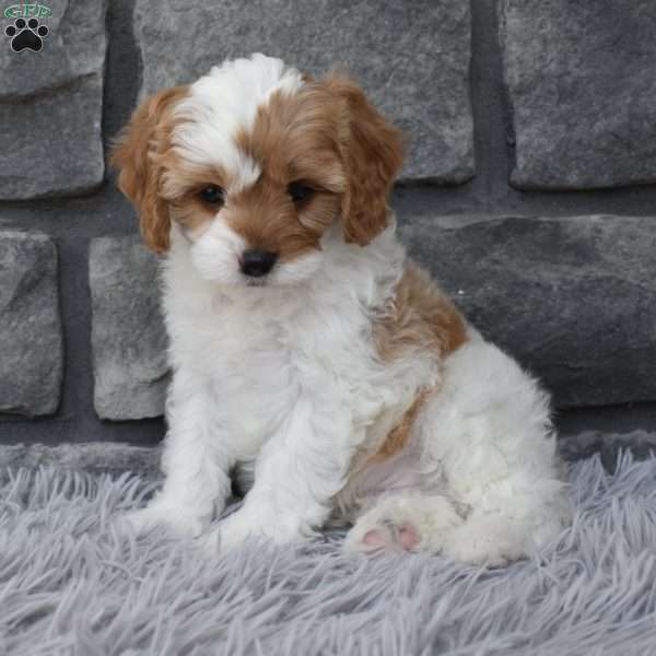 Scooter, Cavapoo Puppy