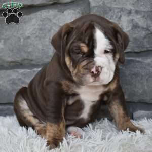 Biscuit, Beabull Puppy