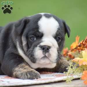 Francesca, English Bulldog Puppy