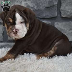 Biscuit, Beabull Puppy
