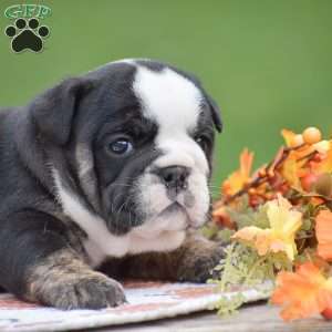Francesca, English Bulldog Puppy
