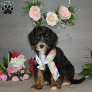 Hershey Boy, Mini Bernedoodle Puppy