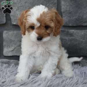 Scooter, Cavapoo Puppy
