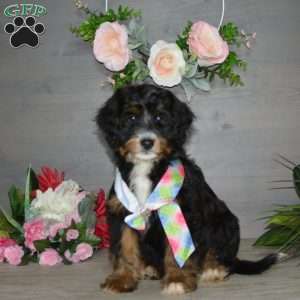 Hershey Boy, Mini Bernedoodle Puppy