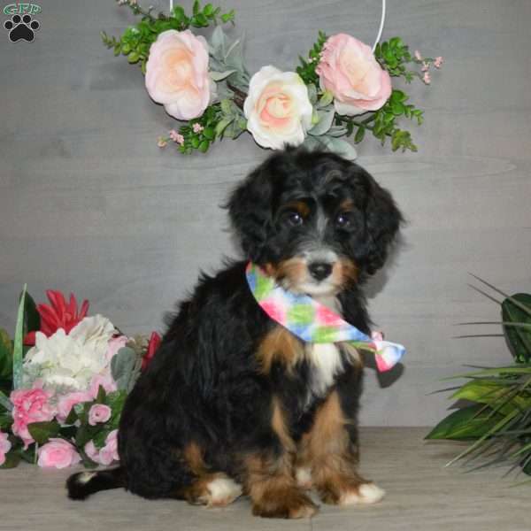 Hershey Boy, Mini Bernedoodle Puppy