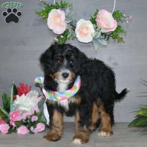 Hershey Boy, Mini Bernedoodle Puppy