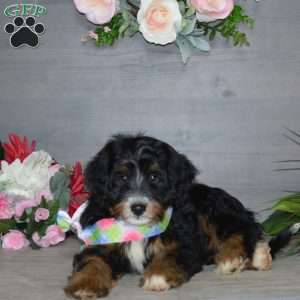 Hershey Boy, Mini Bernedoodle Puppy