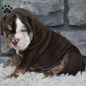 Biscuit, Beabull Puppy