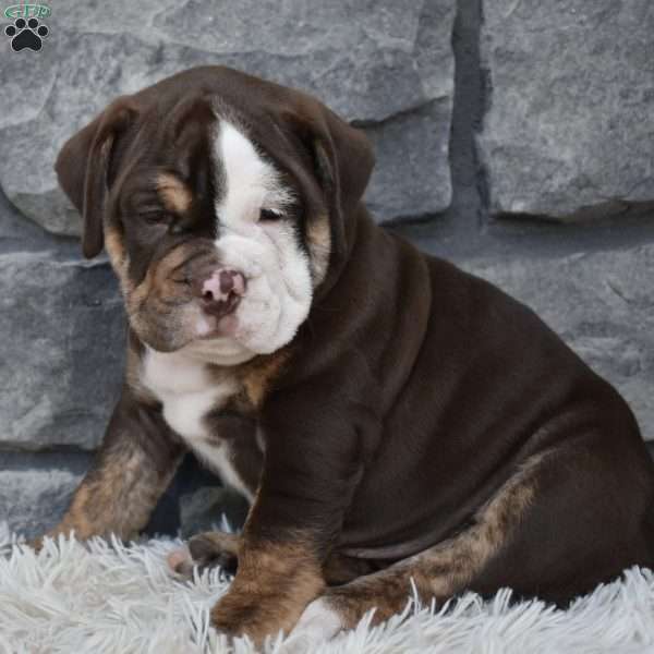 Biscuit, Beabull Puppy
