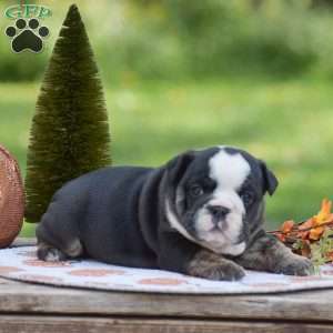 Francesca, English Bulldog Puppy