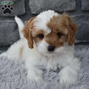 Scooter, Cavapoo Puppy