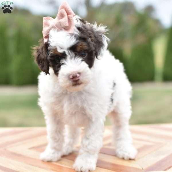 Aurora, Miniature Poodle Puppy