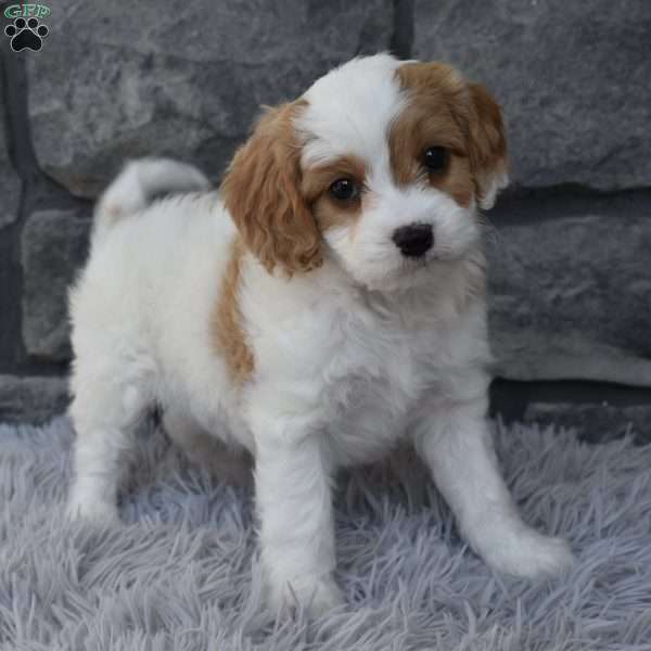 Sammy, Cavapoo Puppy