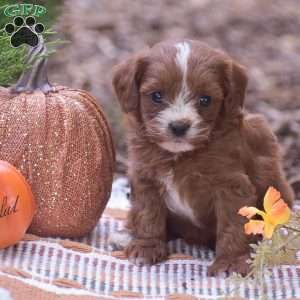 Jamison – F1, Cavapoo Puppy