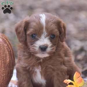 Jamison – F1, Cavapoo Puppy