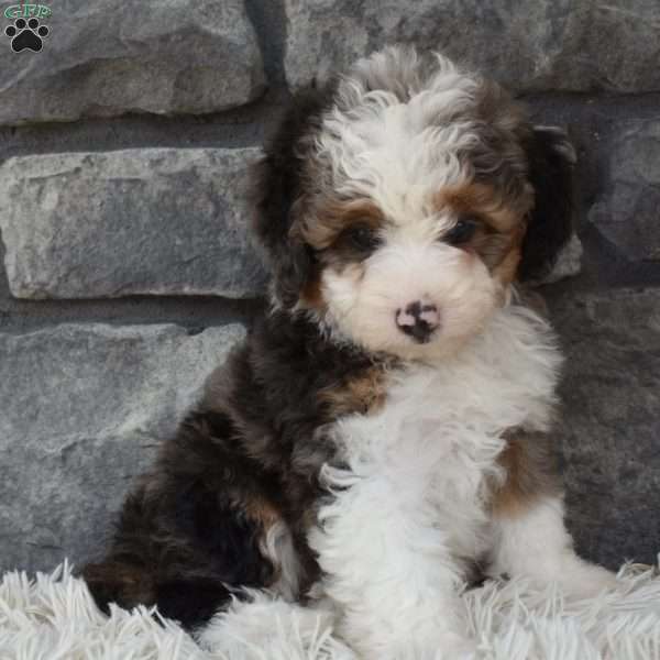Mason, Mini Aussiedoodle Puppy