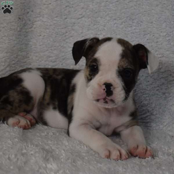 Brook, French Bulldog Mix Puppy