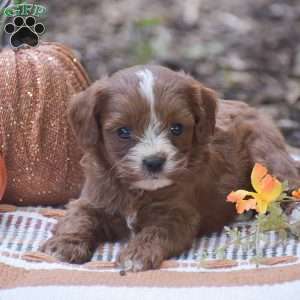 Jamison – F1, Cavapoo Puppy