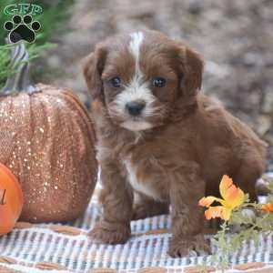 Jamison – F1, Cavapoo Puppy