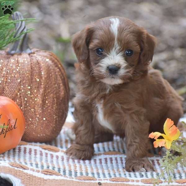 Jamison – F1, Cavapoo Puppy