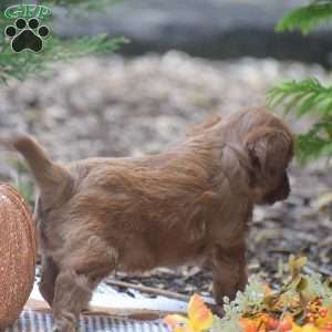 Jamison – F1, Cavapoo Puppy