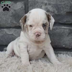 Bonnie, Beabull Puppy